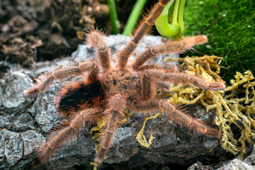 Venezuelan red stripe tarantula Avicularia minatrix