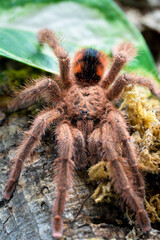 Venezuelan red stripe tarantula Avicularia minatrix