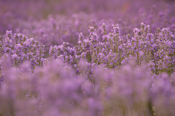 Lavender field in summer. Sunset over a lavender meadow in Greece