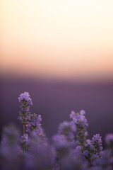 Lavender field in summer. Sunset over a lavender meadow in Greece