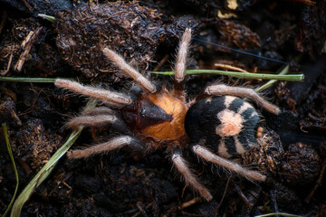 Trinidad dwarf tiger rump tarantula Cyriocosmus elegans