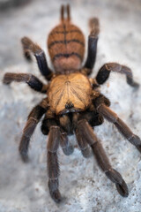 Indian violet baboon tarantula Chilobrachys fimbriatus