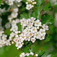 Blühender Weißdorn, Crataegus, im Frühling