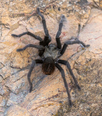 California Tarantula male adult looking for a female during mating season. Stevens Creek County Park, Santa Clara County, California, USA.
