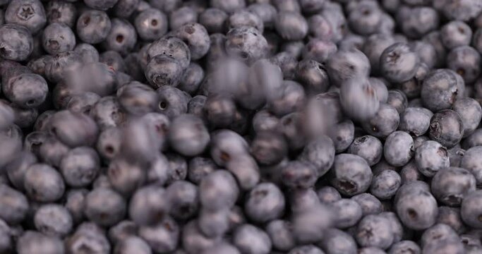 pour unwashed fresh blueberry harvest, sweet and delicious blueberries during storage before sale