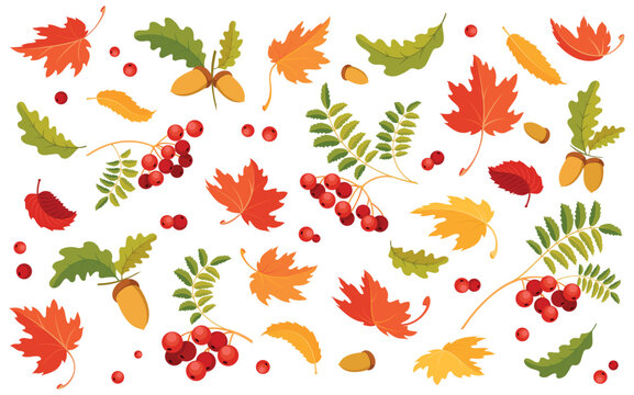 Autumn background with maple, oak and rowan leaves. Background template with flying and falling leaves. Colorful pattern with various autumn leaves, berries and nuts. Isolated. Vector illustration