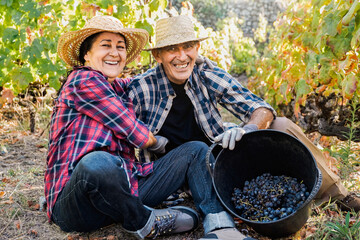 Latin senior farmer couple collecting grapes for red wine production in vineyard during harvest...