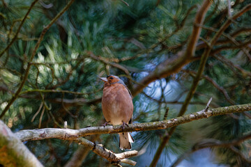 Chaffinch sat on a tree branch