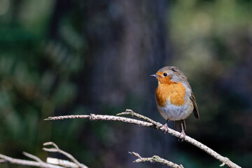 Inquisitive Robin on a tree branch