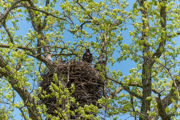 Bald Eaglet Perched In A Nest In Spring In Wisconsin