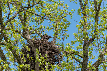 Bald Eaglet Perched In A Nest In Spring In Wisconsin