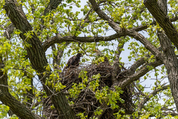 Fototapeta premium Bald Eagle In The Nest With Her Eaglet In Spring In Wisconsin