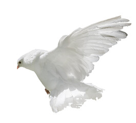 isolated flying pigeon with pure white tail