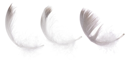 detailed goose light grey isolated three feathers