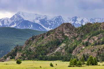 firs under rain on rocks in Altai mountains