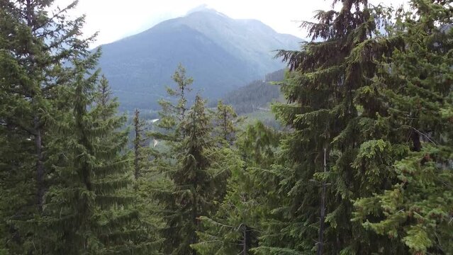 Forest Mountain Valley Down to Trees Drone Short Clip 4k. Down motion aerial landscape view of the Rocky Mountains in British Columbia Canada.