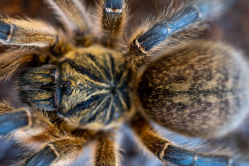 Golden blue baboon tarantula Harpactira pulchripes