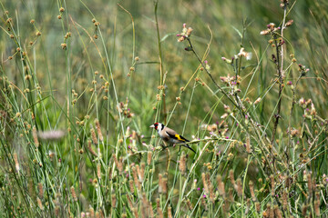Goldfinch on tree branch. Goldfinch with its perfect voice and beautiful colors.