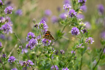 A colorful butterfly perched on purple flowers.