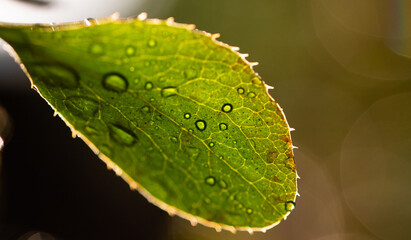 wet green leaf close up