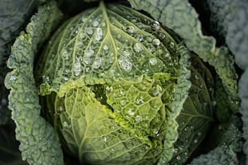 fresh organic cabbage top view