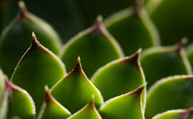 close up on green succulent plant texture