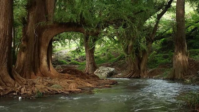 Ahuehuetes y el r&iacute;o.