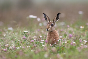 Brown Hare (Lepus europaeus) in summer meadow - 646123348