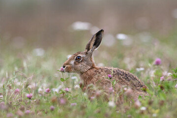 Brown Hare (Lepus europaeus) in summer meadow - 646123355