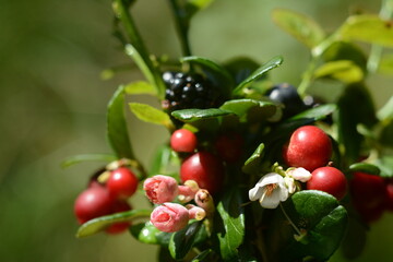 A fragrant bouquet of wild berries - lingonberries, blueberries, blackberries and blueberries