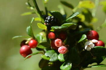 Forest bouquet of berries and leaves close-up