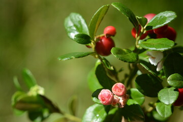 Berries and flowers of lingonberries, blueberries on a blurred green background
