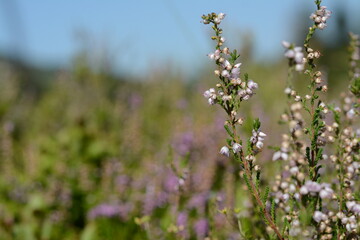 Field with wild heather in the mountains close-up