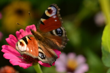Beautiful autumn flowers and a peacock butterfly on them