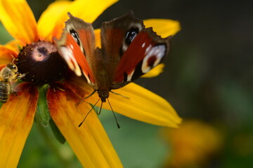 Peacock butterfly on yellow rudbeckia flower - obrazy, fototapety, plakaty