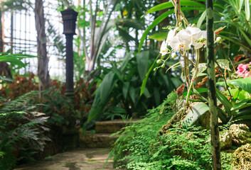 blooming white moth orchid in the interior of ancient greenhouse