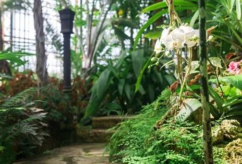 Deurstickers blooming white moth orchid in the interior of ancient greenhouse © Evgeny