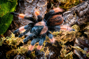 Mexican redleg tarantula Brachypelma emilia