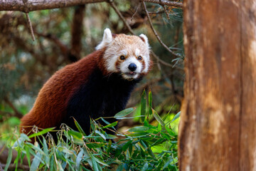 Portrait of Red Panda eating bamboo leaves