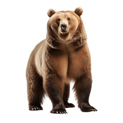 Fototapeta premium Brown bear looking over for something isolated on white background