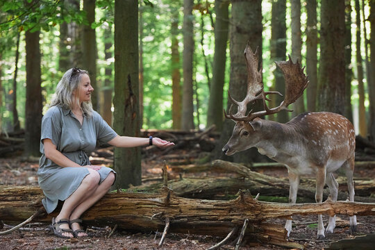 Beautiful woman feeding a deer in the evening forest in Denmark