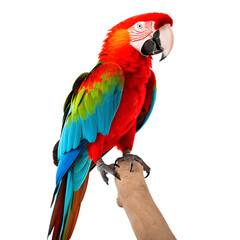 Obraz premium Red, blue and yellow macaw isolated on white 
