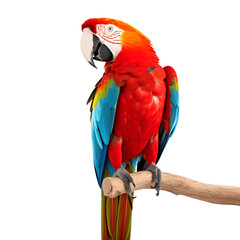 Red, blue and yellow macaw