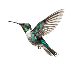 Fototapeta premium A hummingbird isolated on white