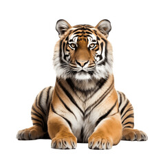 Obraz premium Tiger lying down, looking straightforward, isolated on white background