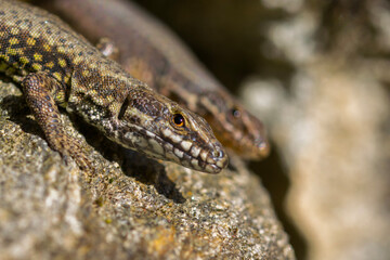 lizard on a stone