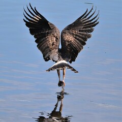 Endangered Snail Kite On the Hunt Paynes Prairie State Micanopy Gainesville FL