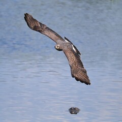 Endangered Snail Kite Flies Over Alligator Paynes Prairie FL
