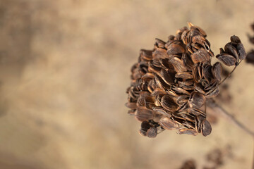 autumn ripe seed heads against the dry meadow