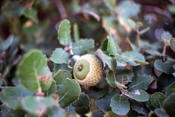 oak tree acorn. macro, close-up.